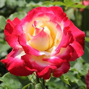 Dragon Rose flower seeds
