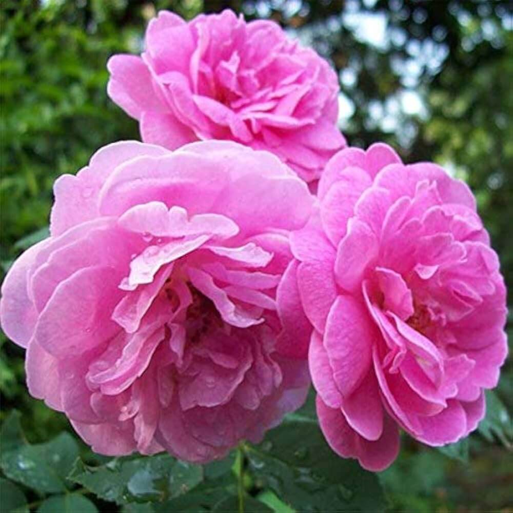 Pink Damascus Rose plant