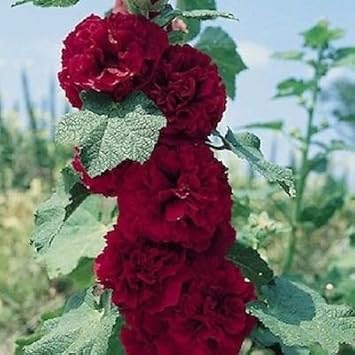 Maroon Hollyhock flower seeds