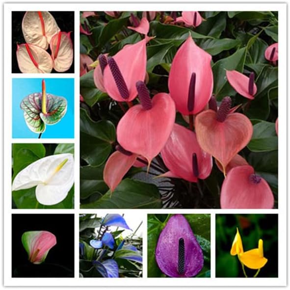 Multi Color flower seeds