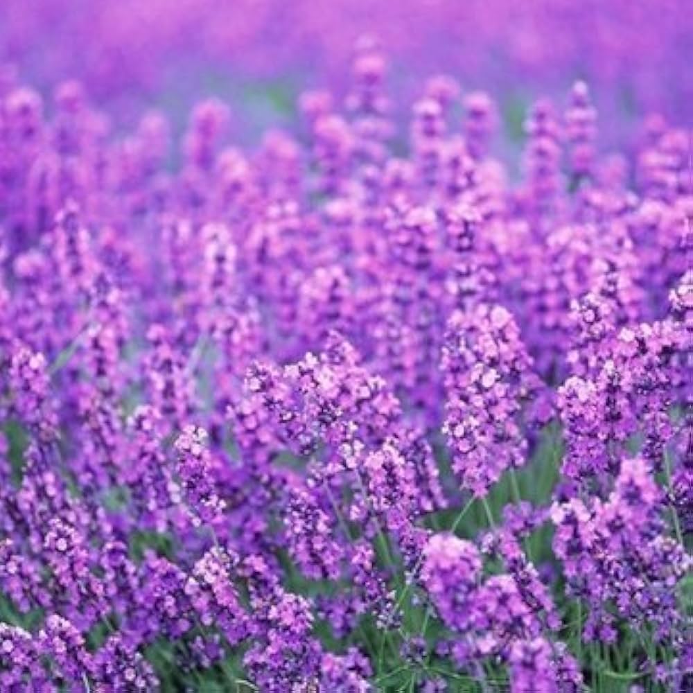 Provence Lavender flower seeds