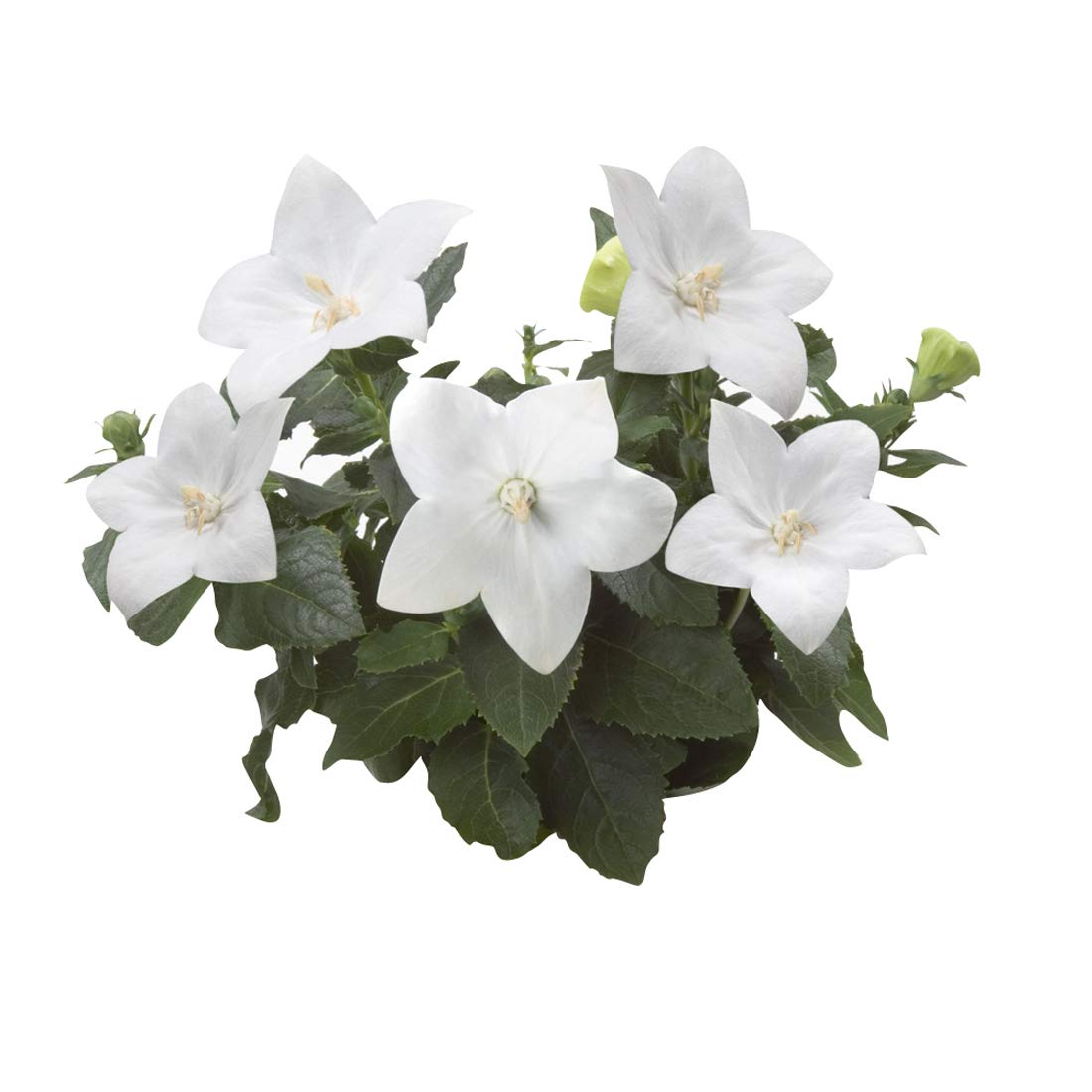 White Balloon flower seeds
