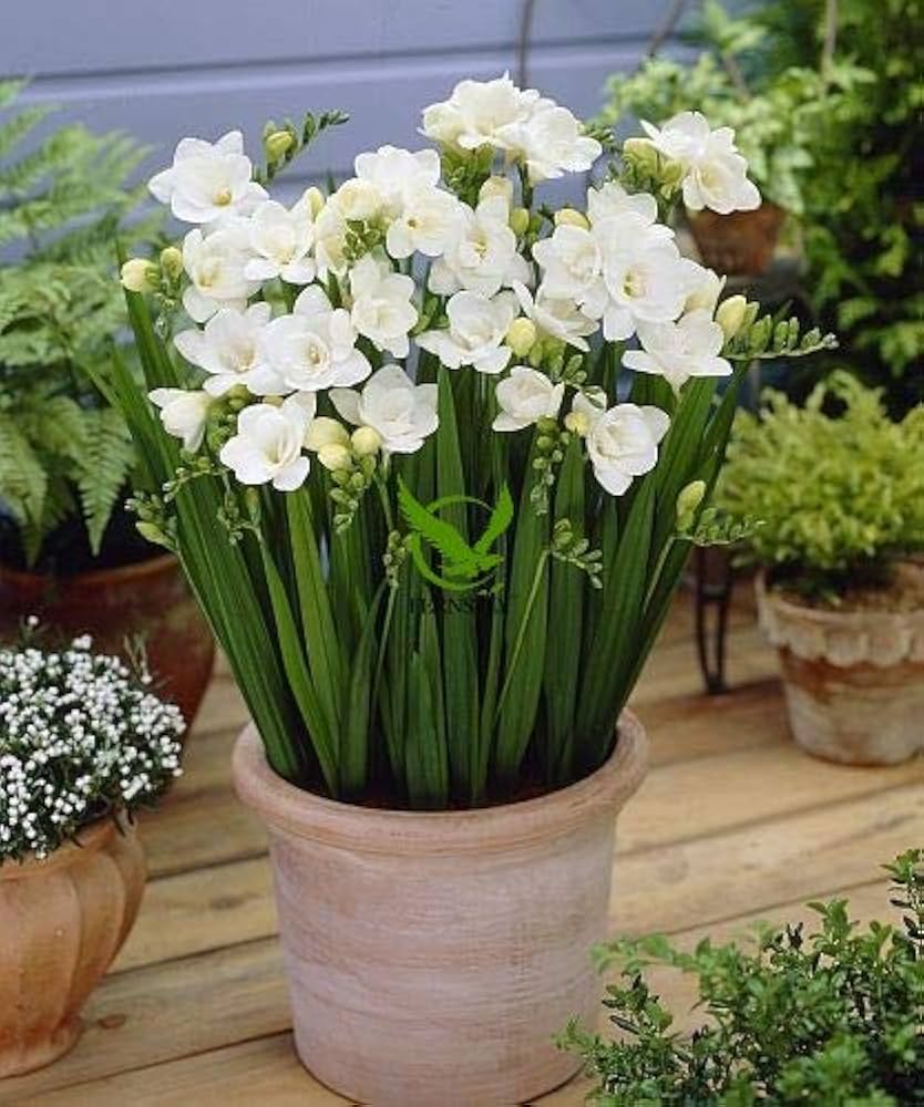 White Freesia flower seeds