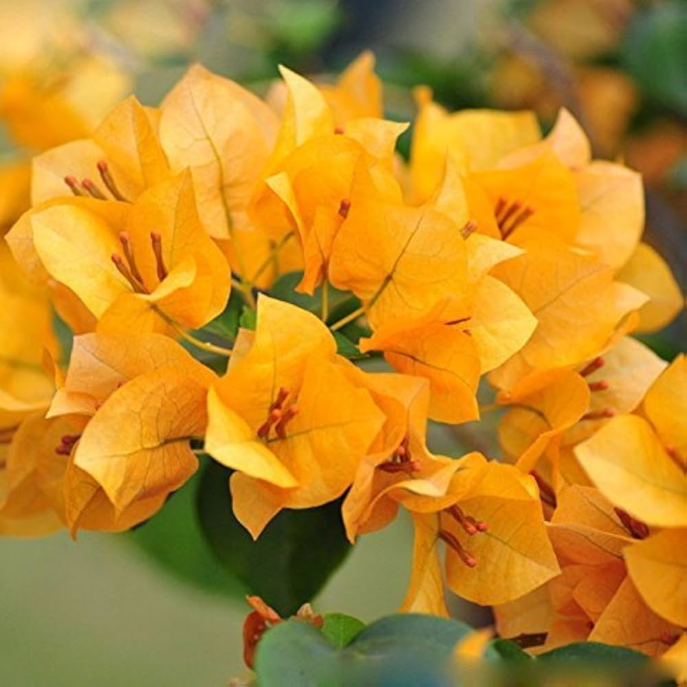 Yellow Bougainvillea flower seeds