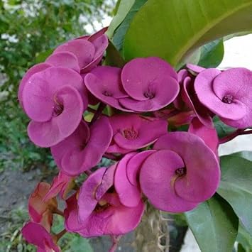 Purple Euphorbia flower seeds
