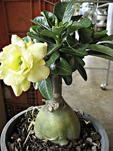 Light Yellow flower seeds