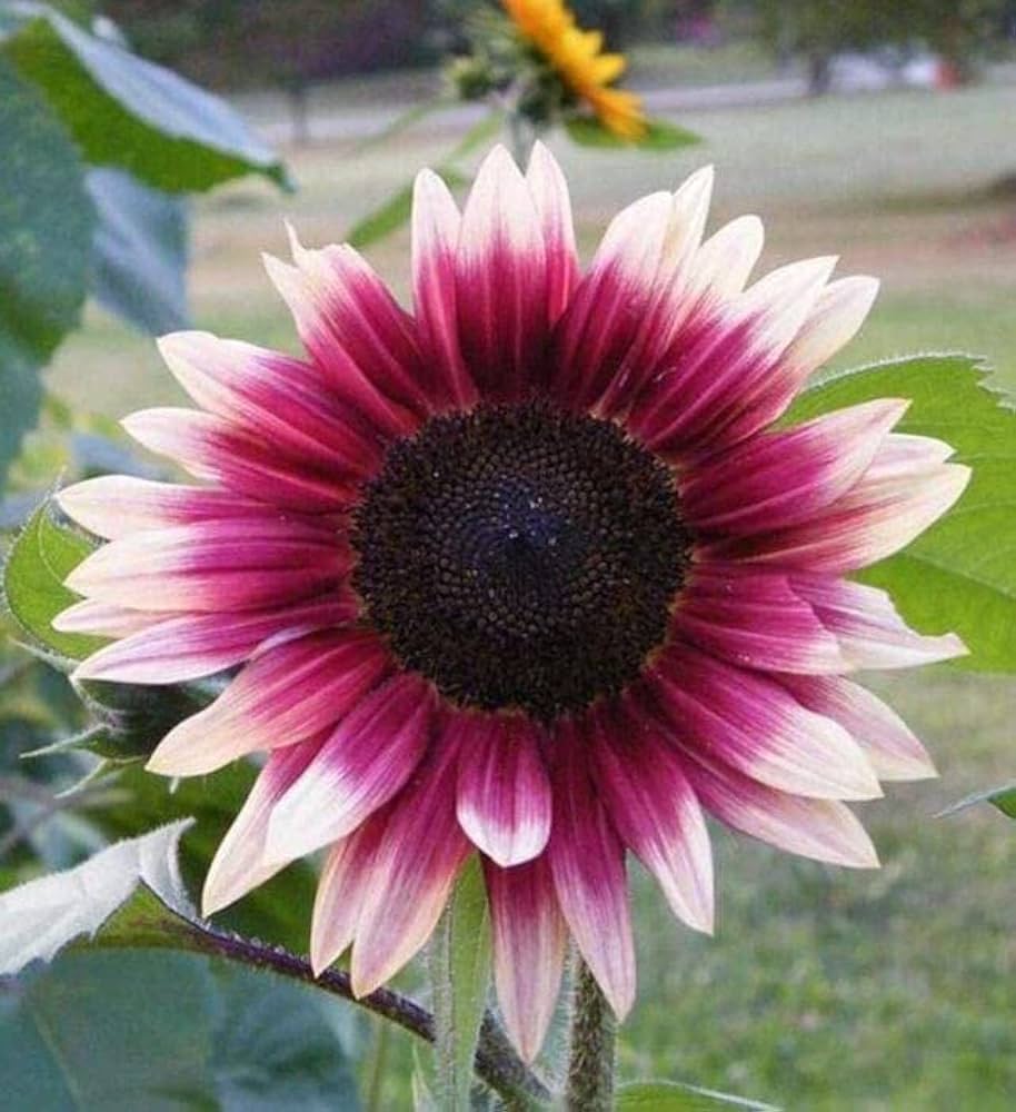 Pink Sunflower flower seeds