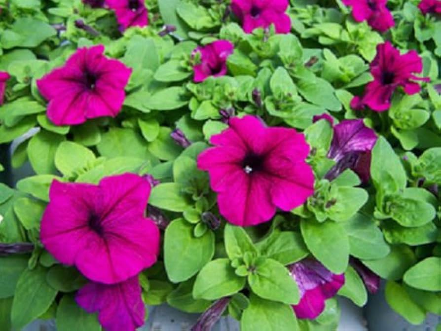 Limbo Purple flower seeds