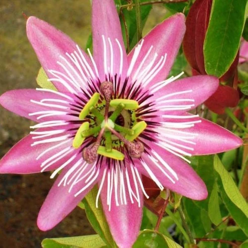 Light Pink flower seeds
