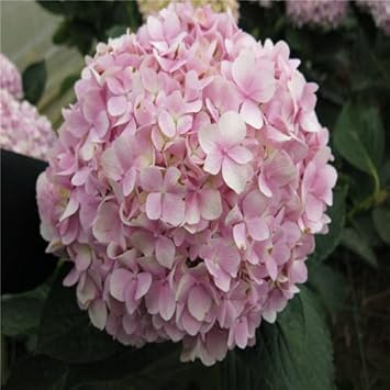 Light Pink flower seeds