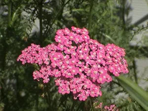 Cerise Queen flower seeds