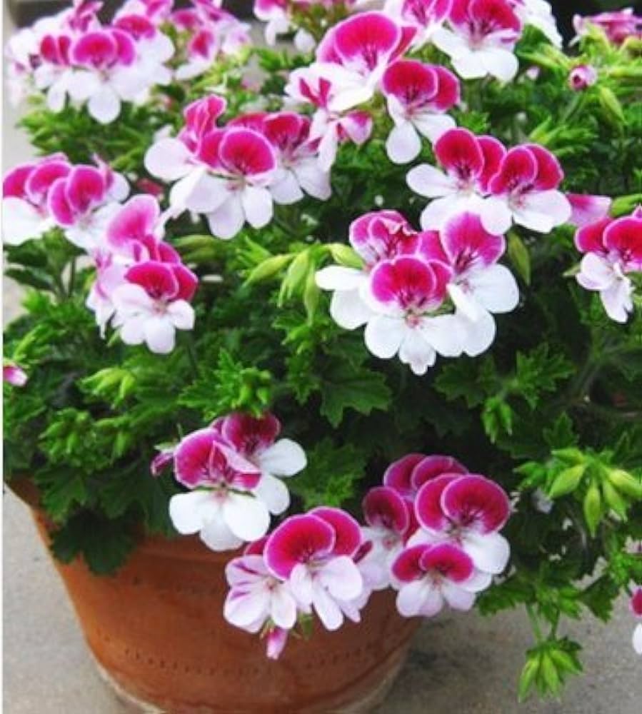 Pink White flower seeds
