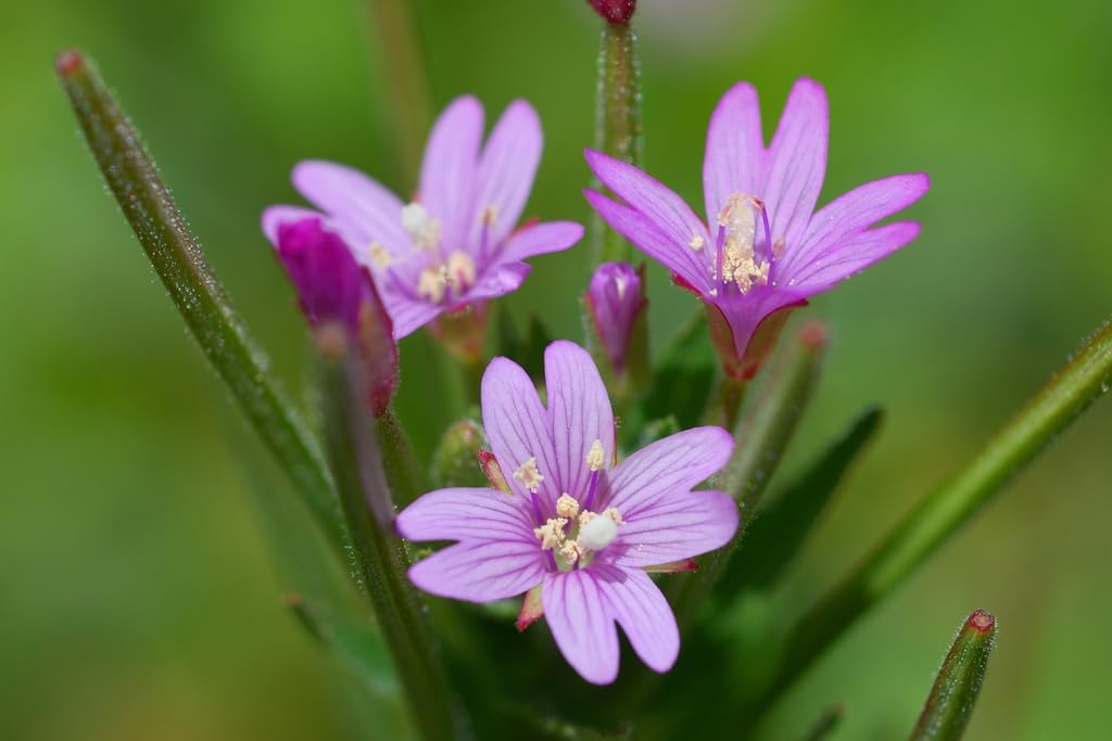 Epilobium Glandulosum flower seeds
