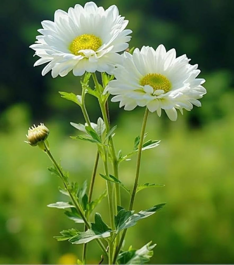 Chrysanthemum Flower Seeds for Planting – Heirloom Non-GMO Garden Seeds