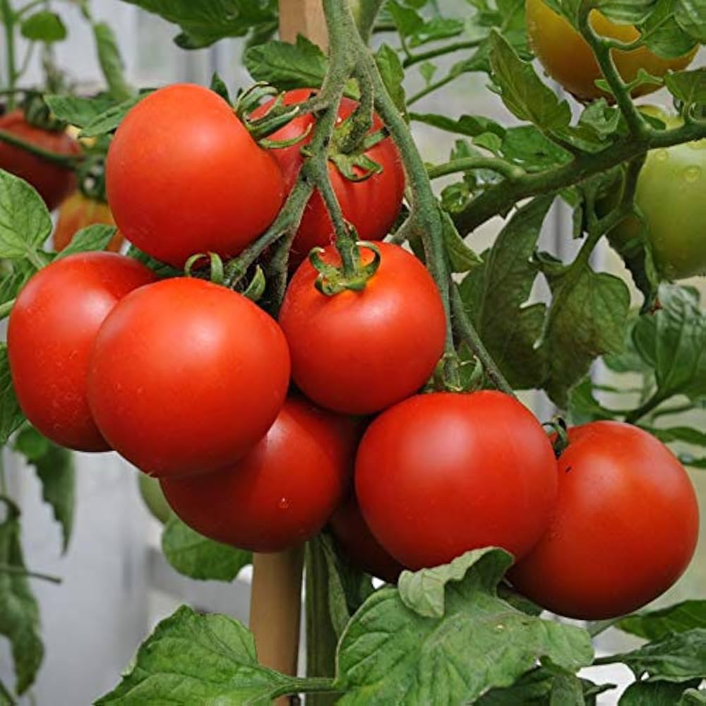 Mixed Tomato Seeds