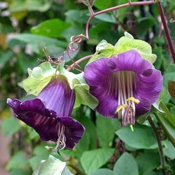 Cobaea Bells flower seeds