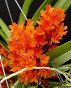 Orange Ascocentrum flower seeds