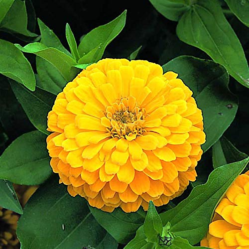 Dark Yellow flower seeds