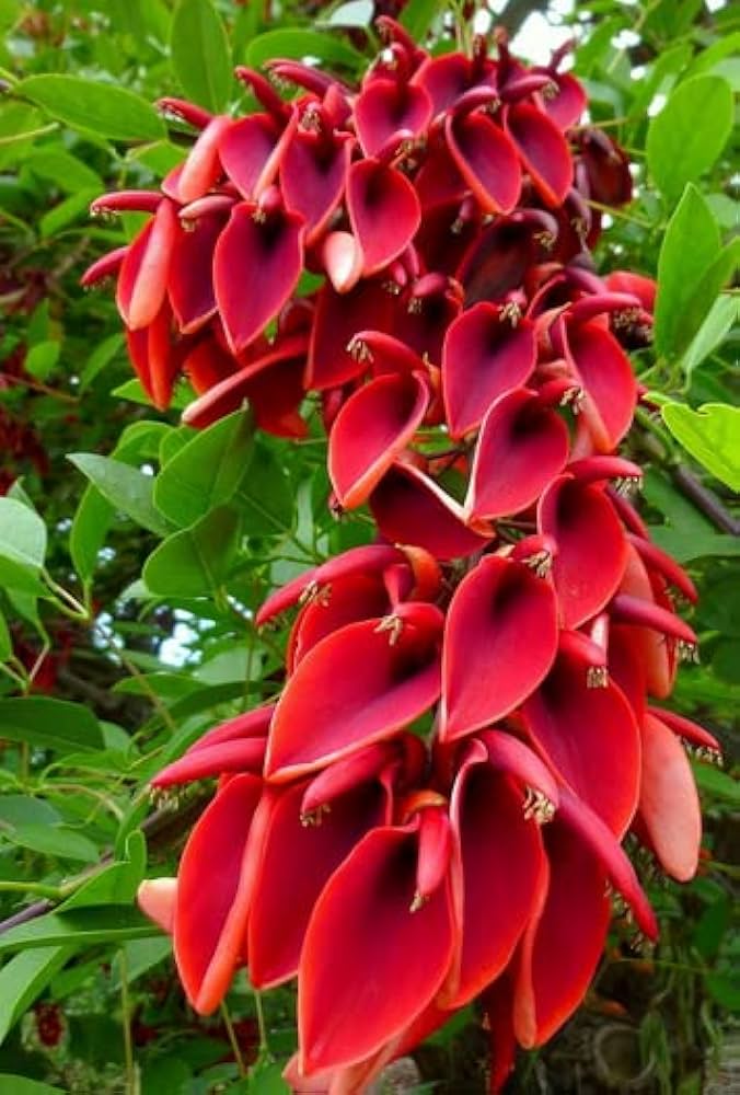 Orange Erythrina flower seeds