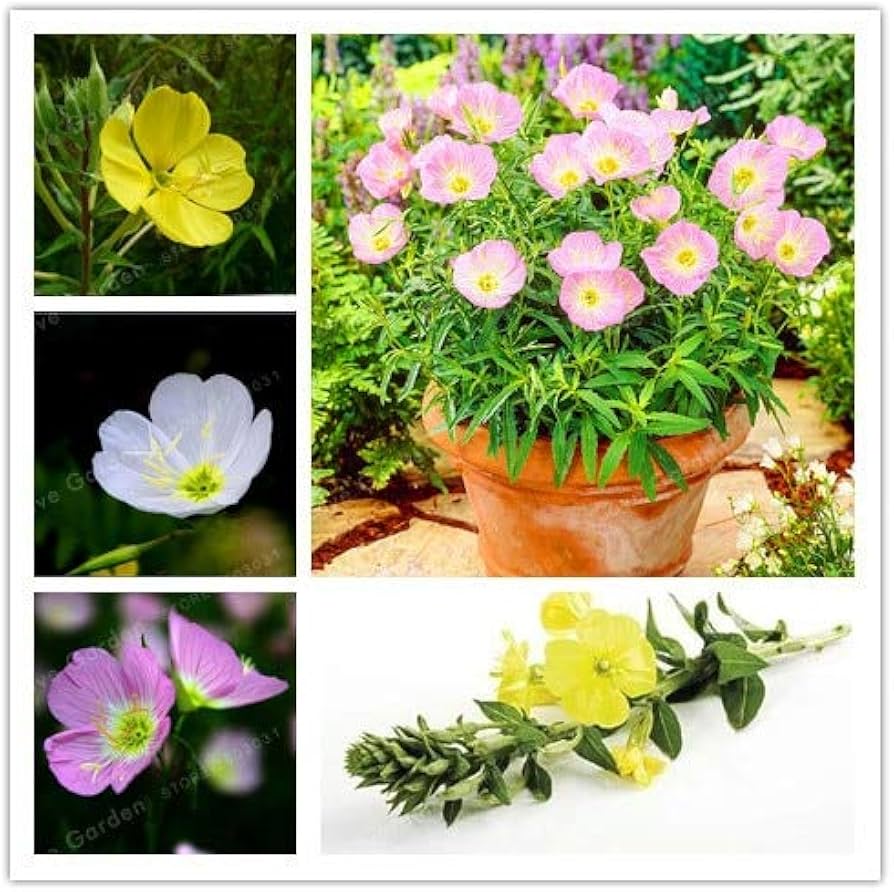 Oenothera Biennis flower seeds