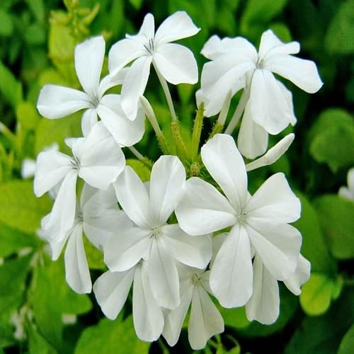 White Plumbago Flower - Heirloom, Non - Gmo Seeds