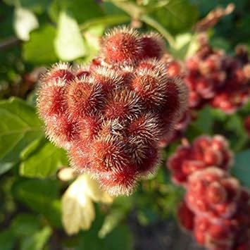 Red Rhus flower seeds
