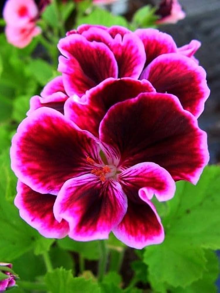 Violet Brown flower seeds