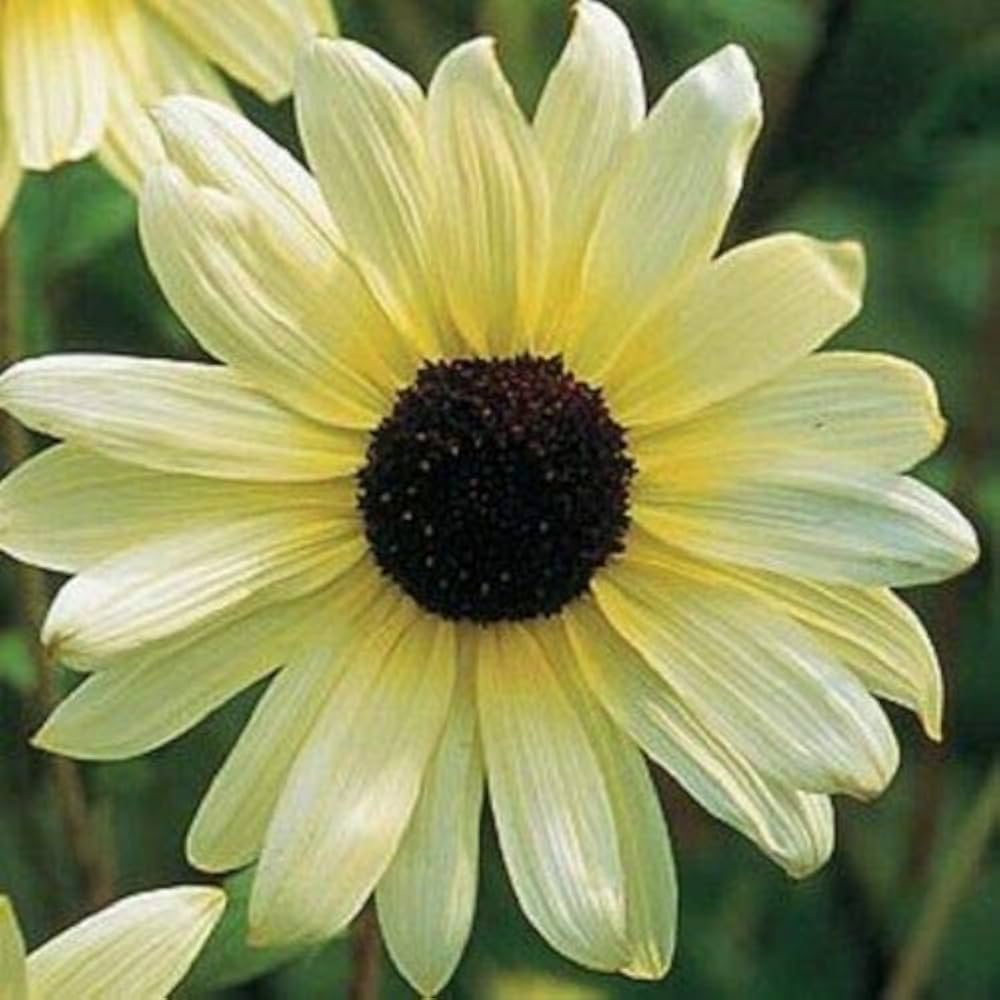 Vanilla Ice flower seeds