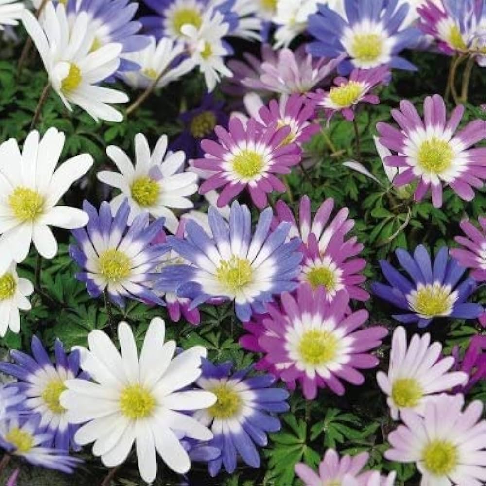 Brachyscome flower seeds