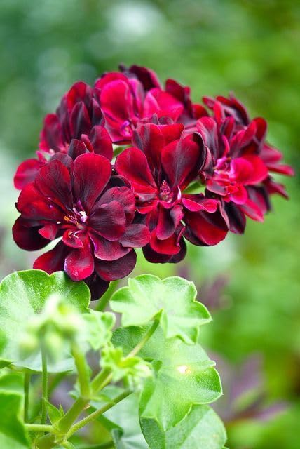 Maroon Big flower seeds