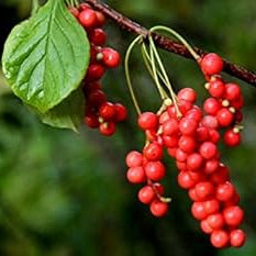Wu-Wei-Zi Schisandra plant