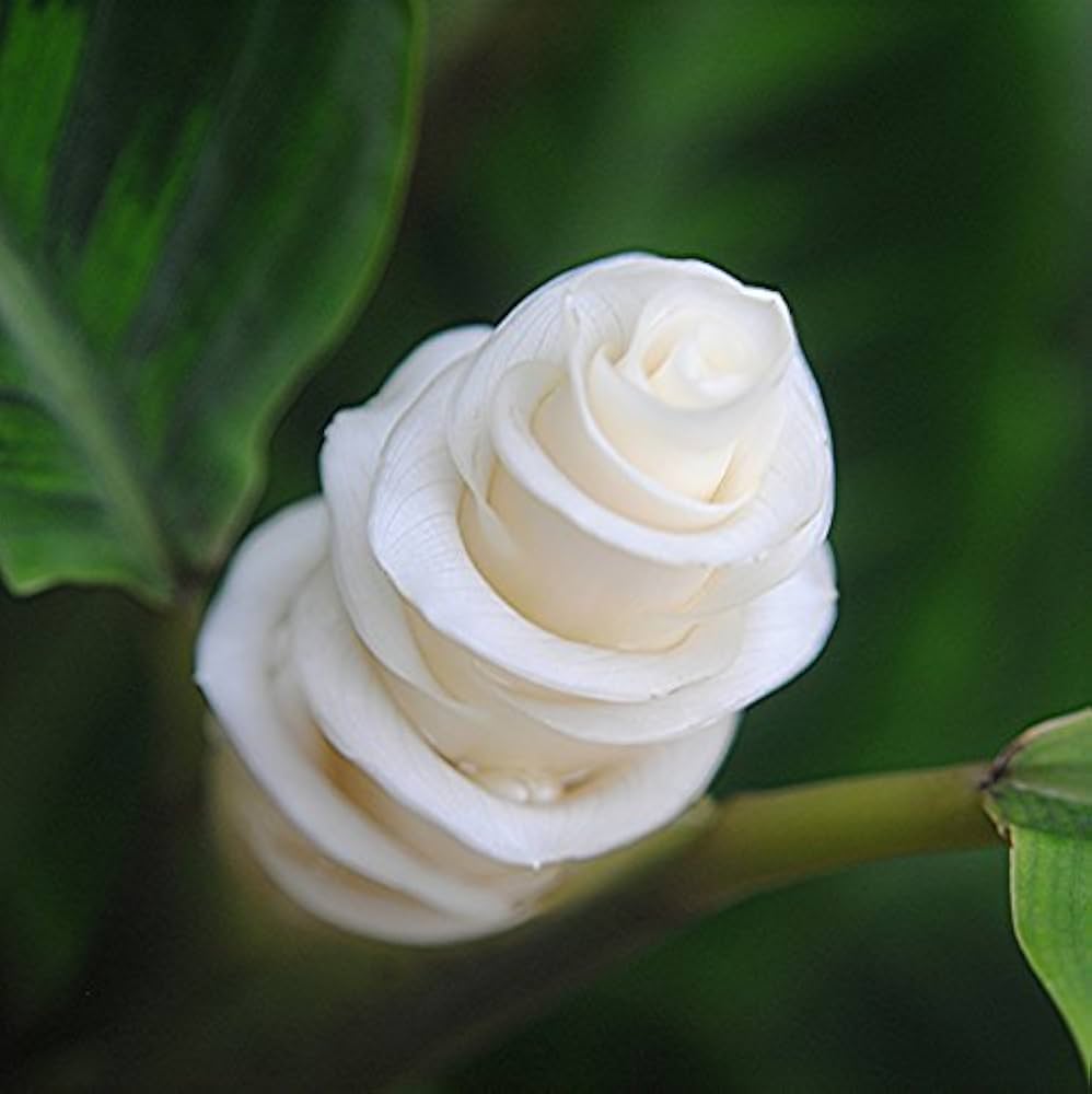 Futaba Calathea flower seeds