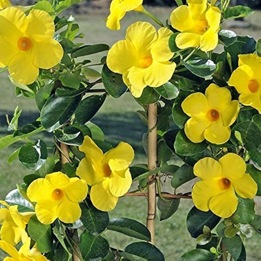 Yellow Mandevilla flower seeds