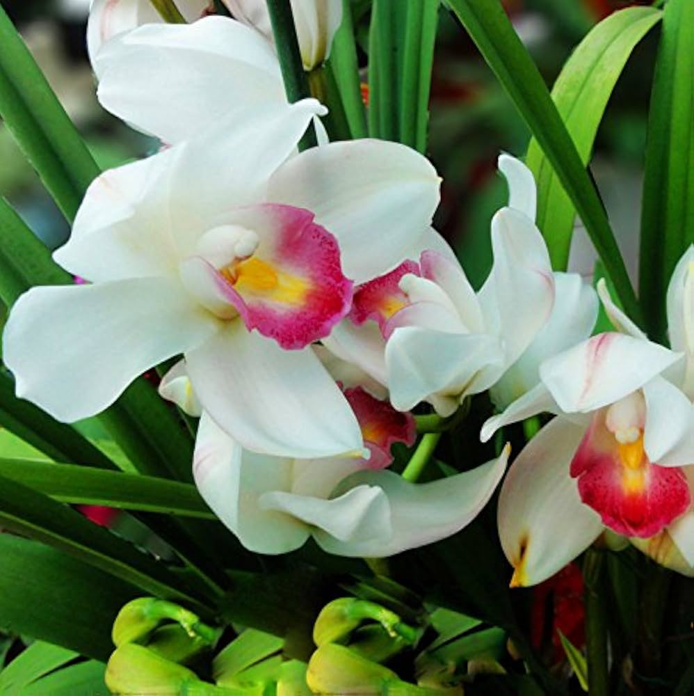 Pink White flower seeds