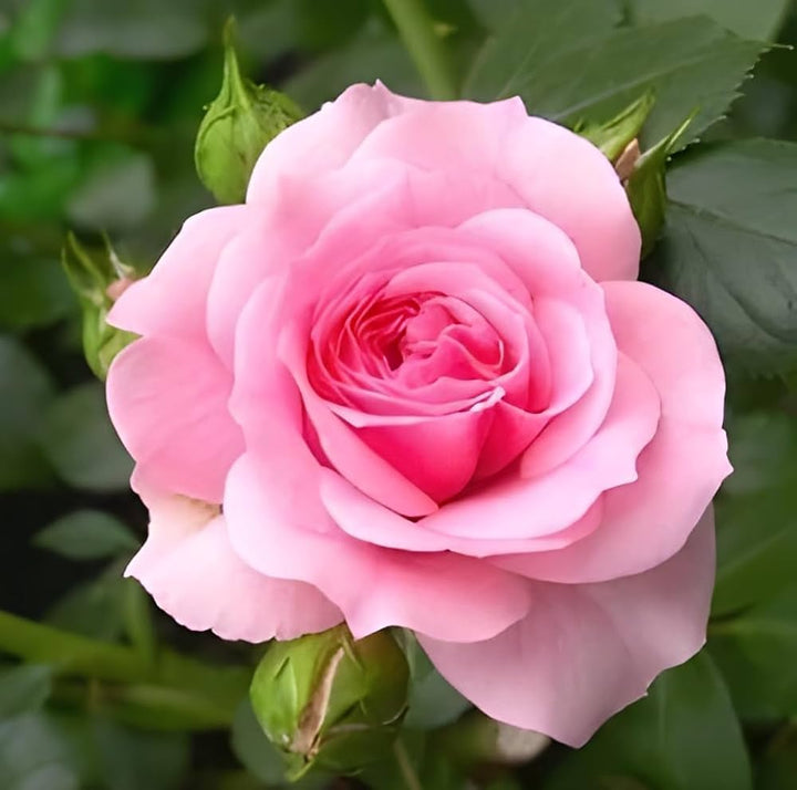 Pale Pink flower seeds