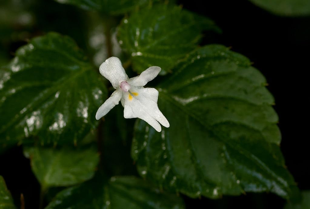Impatiens Bequaertii flower seeds