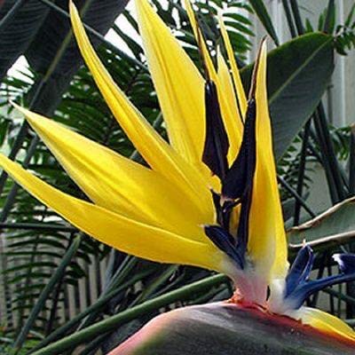 Yellow Strelitzia flower seeds