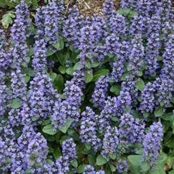 Blue Ajuga flower seeds