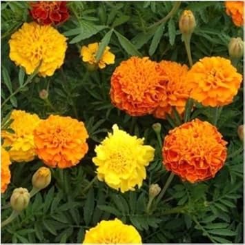 Marigold flower seeds