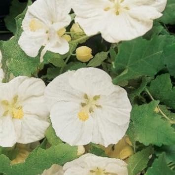 Abutilon flower seeds