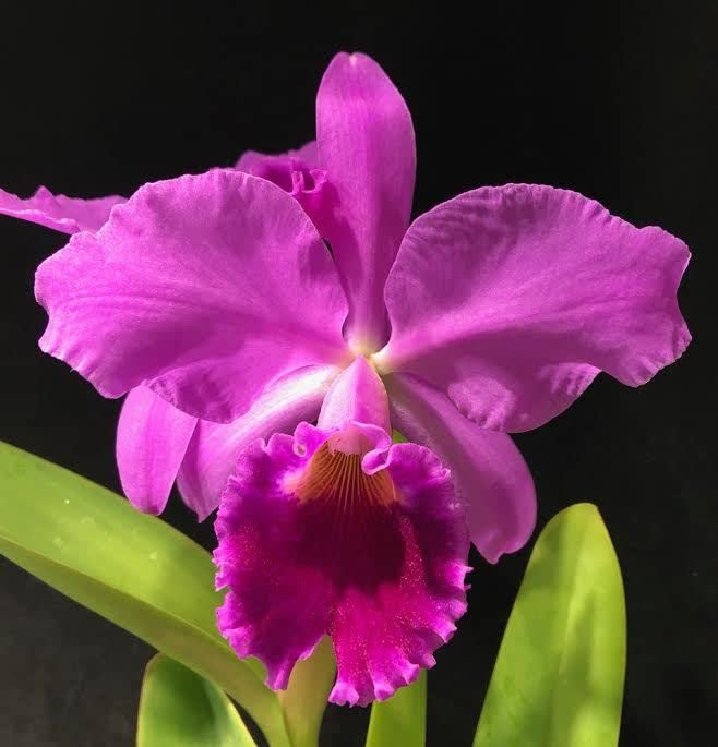 Cattleya Orchid flower seeds