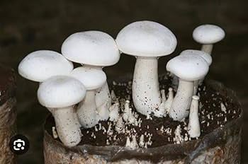 White Mushroom Spores for Growing – Gourmet Mushroom Culture