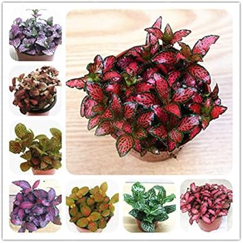 Multi-Colour Fittonia flower seeds