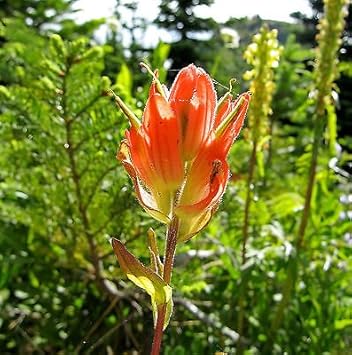 Orange Castilleja flower seeds