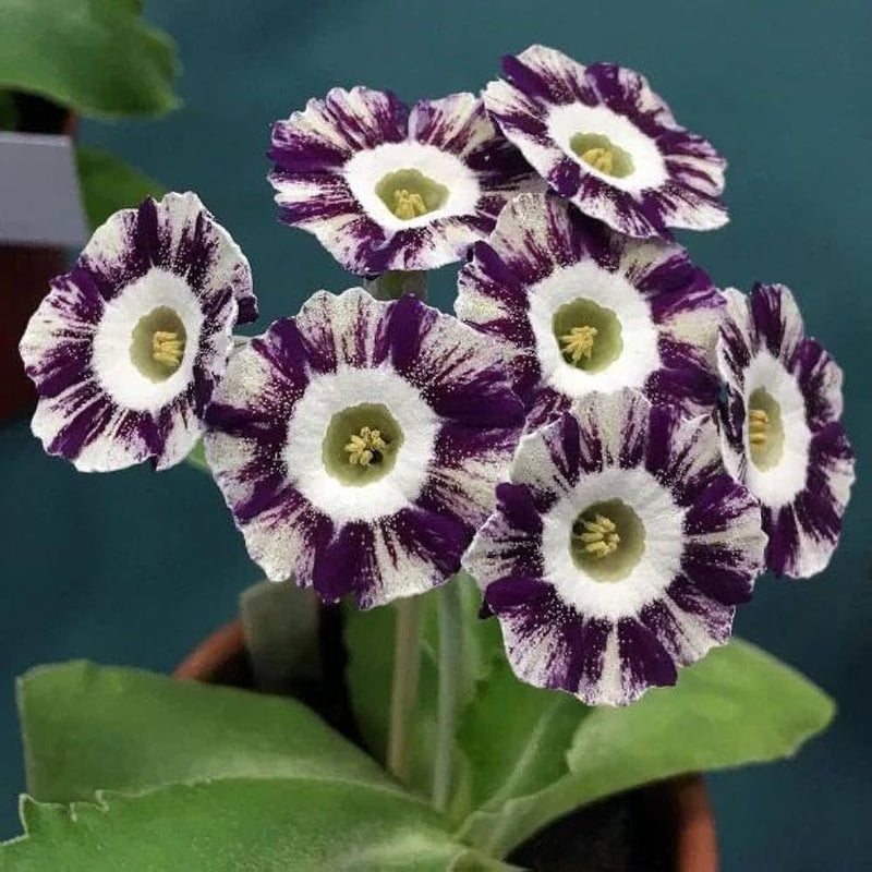 Lavender Primula Flower Seeds for Planting – Heirloom Non-GMO Garden Seeds
