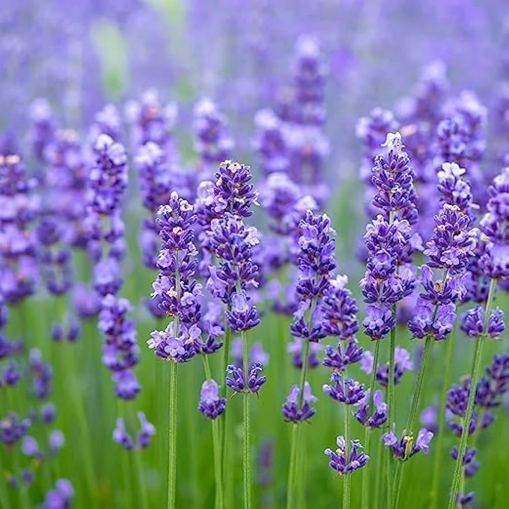 White Lavender flower seeds