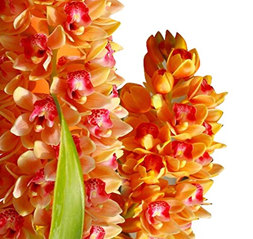Multi Color flower seeds
