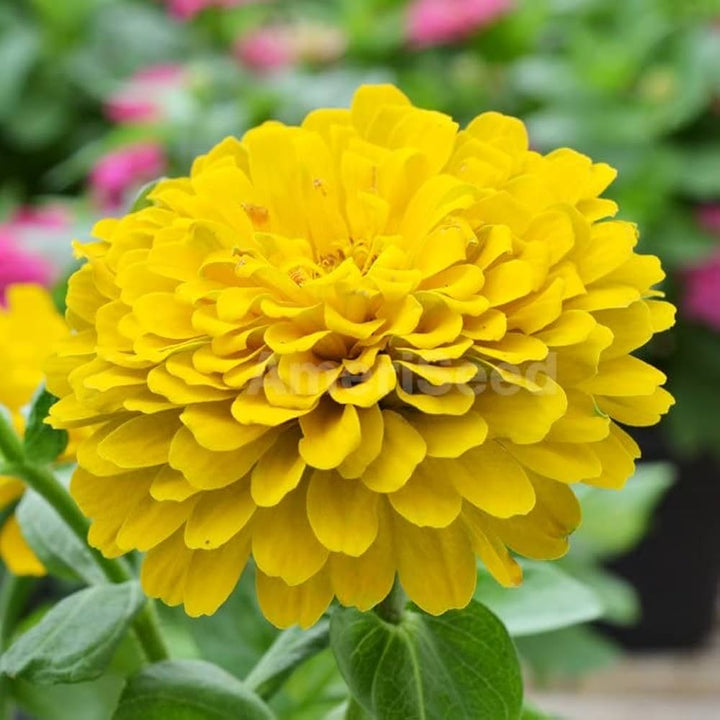 Canary Zinnia flower seeds