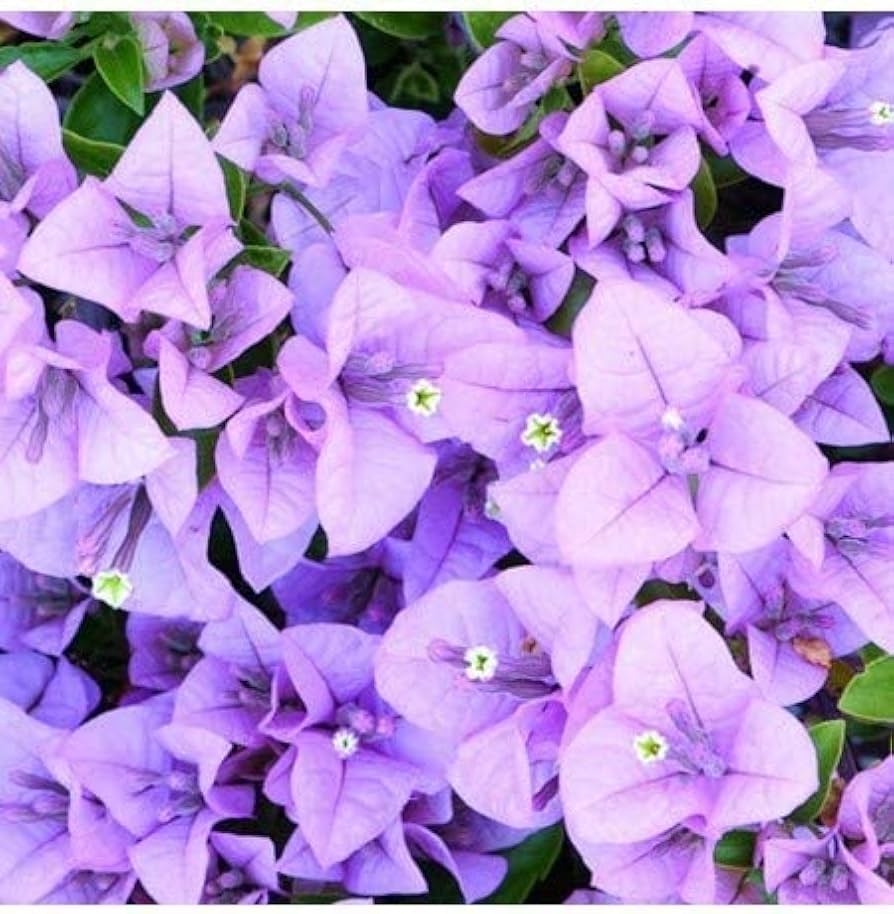 Bougainvillea Lavender flower seeds