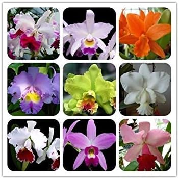 Cattleya flower seeds